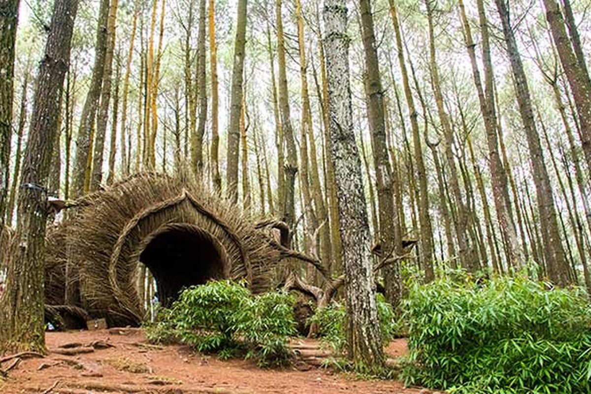 Wisata Jogja ke Hutan Pinus Pengger